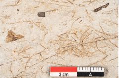 Foto (Detailansicht) von Hypnum sagorianum Ettingshausen (NHMW-GEO-2024-0188-6739)